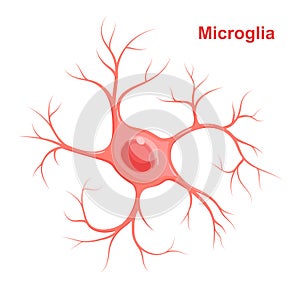 Vector Illustration of microglia.  Neuroglia glial cell photo